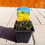 Poludňovka (Delosperma congestum) ´GOLDEN NUGGET´ kont. P9